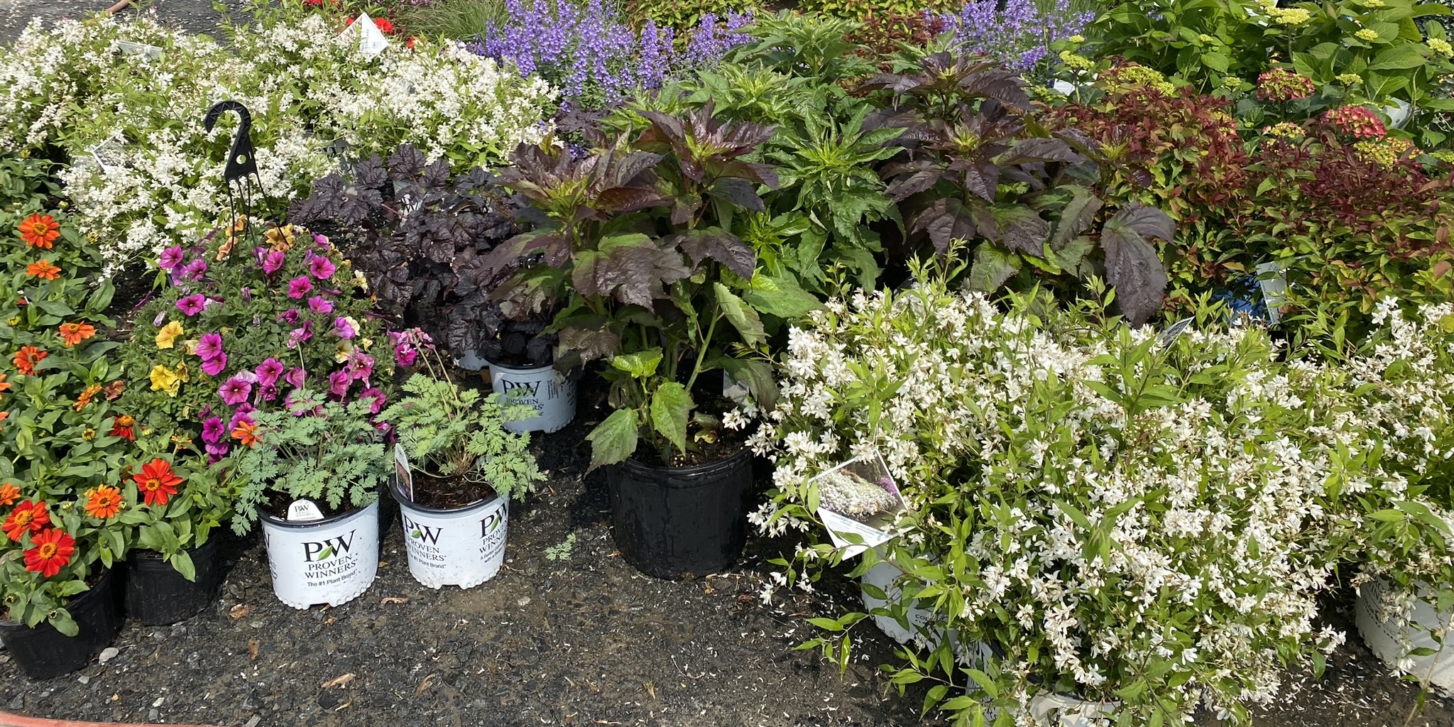 lush potted plants at a garden center