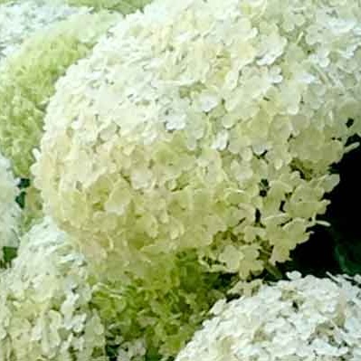 cluster of white hydrangeas