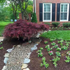 mulched flowerbed with new plants and a Japanese maple